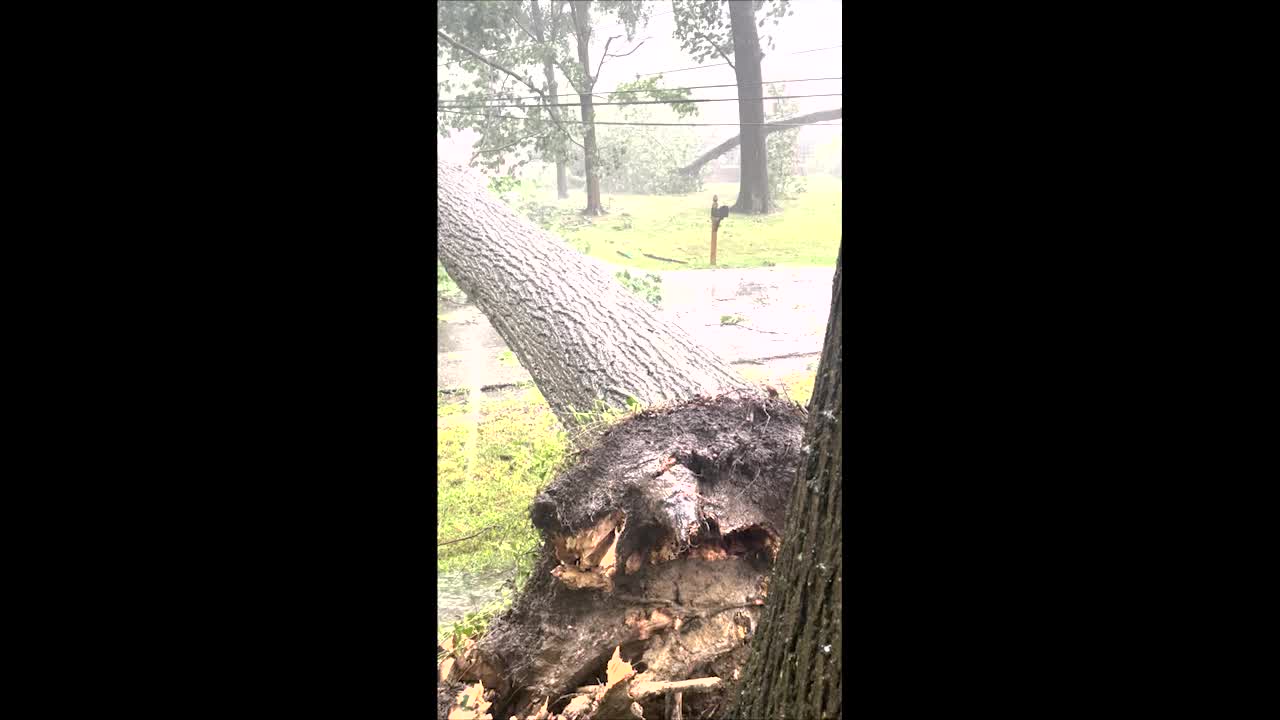 Heavy storm winds uproot tree in South Euclid – Fox 8 Cleveland WJW