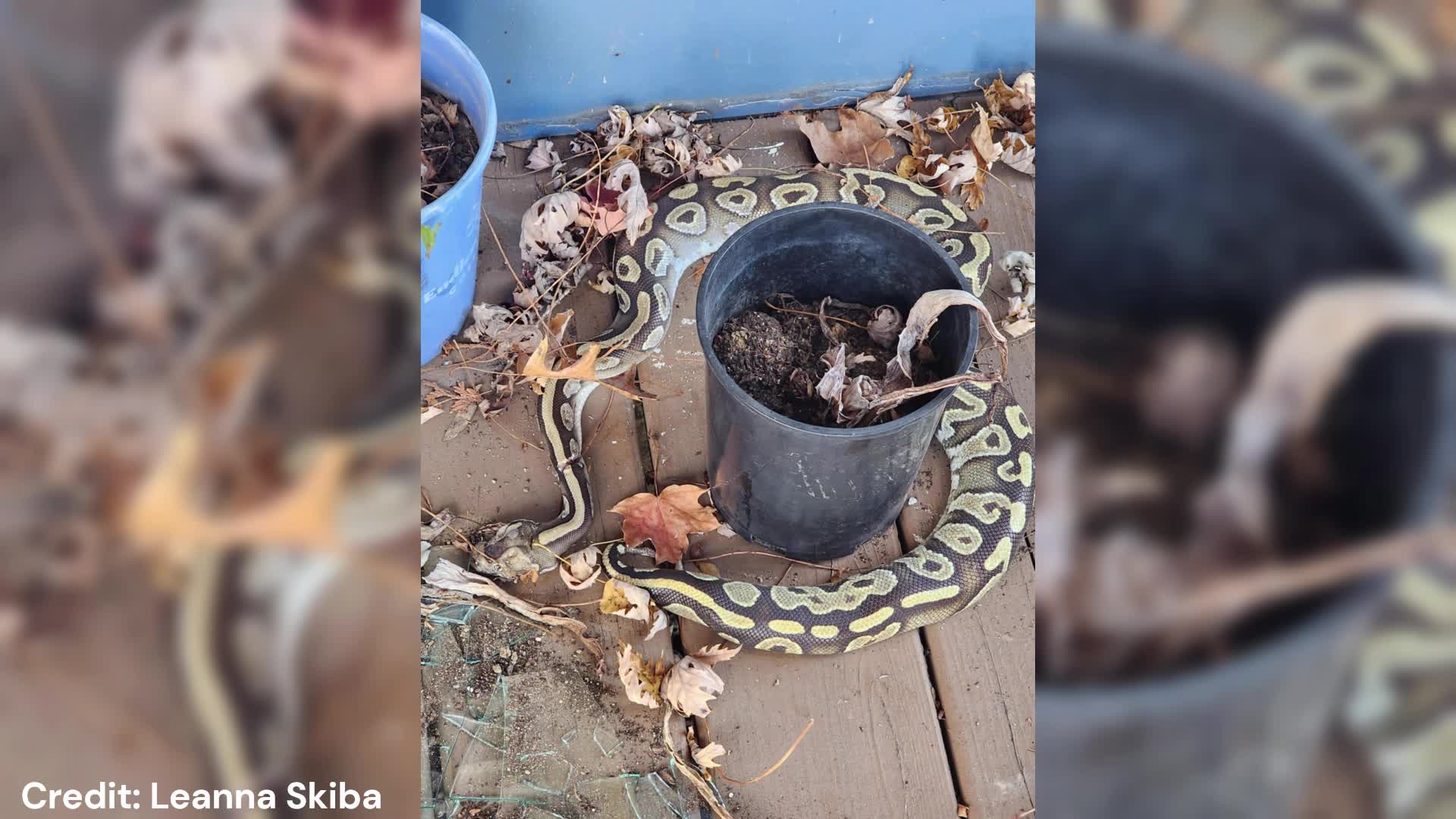 Ball python found on woman’s porch – Fox 8 Cleveland WJW